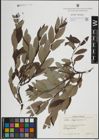 Foto von Salix lapponum L.